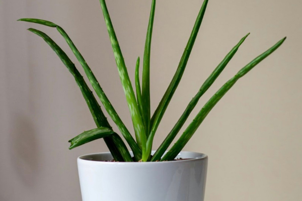 Top 11 Best Houseplants to Grow in Your Kitchen - Pothos