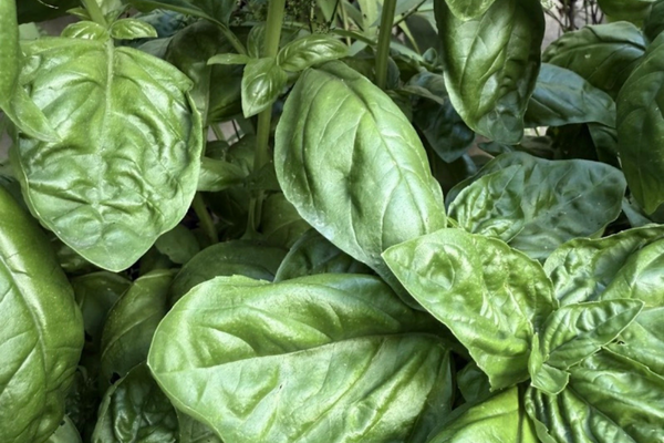 Top 11 Best Houseplants to Grow in Your Kitchen - Basil