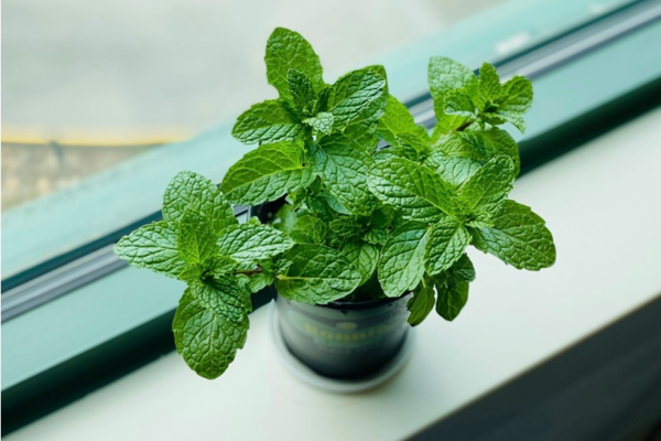 Top 11 Best Houseplants to Grow in Your Kitchen - Mint