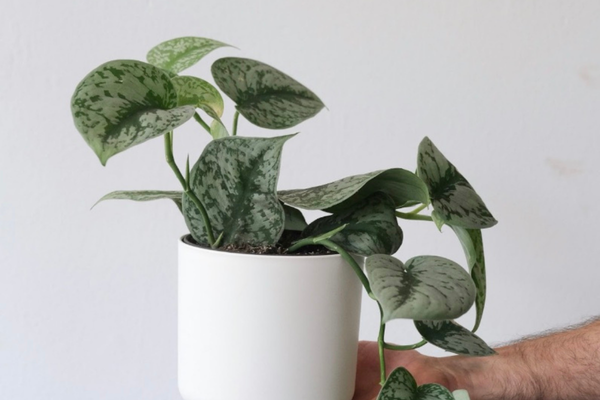 Top 11 Best Houseplants to Grow in Your Kitchen - Pothos