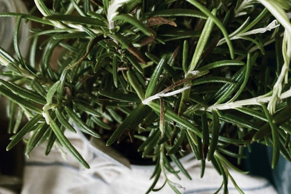 Top 11 Best Houseplants to Grow in Your Kitchen - rosemary