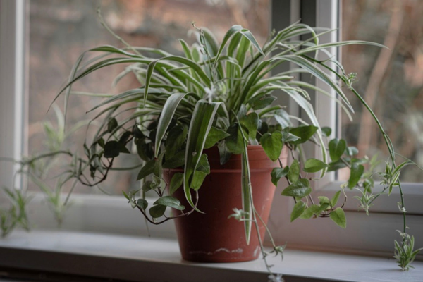 Top 11 Best Houseplants to Grow in Your Kitchen - Spider plant